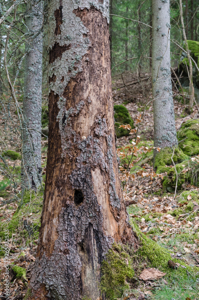 Conifer tree damaged by insects