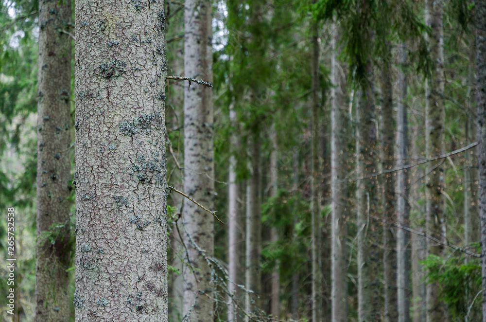 Tree trunks in a spruce tree forest Tree trunks in a spruce tree forest
