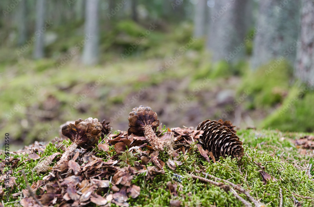 Spruce cones in the forest eaten by a squirrel