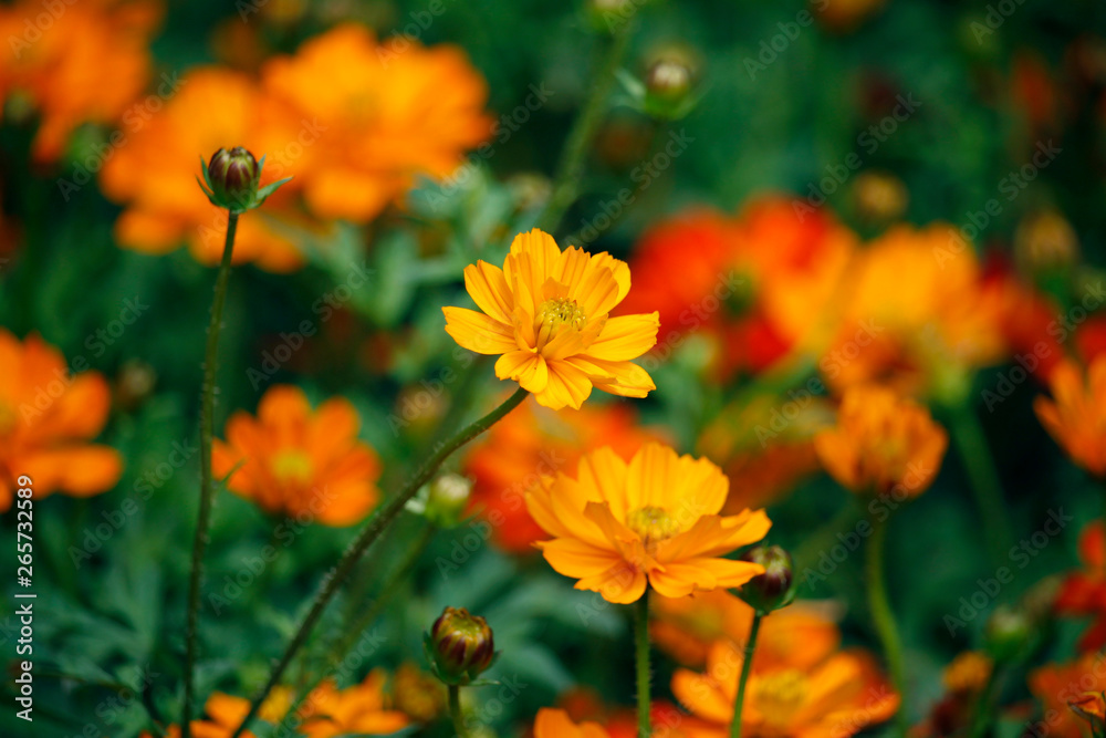 Orange blooming zinnia flowers in garden for nature backgroun. Orange blooming zinnia flowers in garden for nature backgroun.