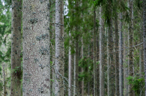 Fototapeta Naklejka Na Ścianę i Meble -  Tree trunks in a spruce tree forest