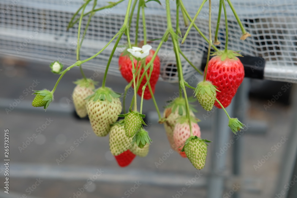 strawberries on tree
