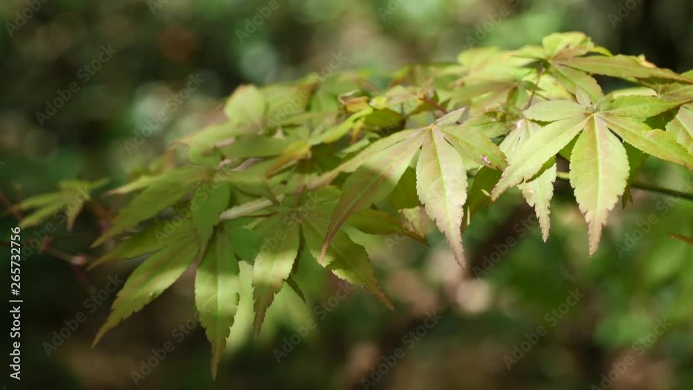 Yellow leaves of tree Palmate Maple Acer Palmatum in light wind Yellow leaves of tree Palmate Maple Acer Palmatum in light wind