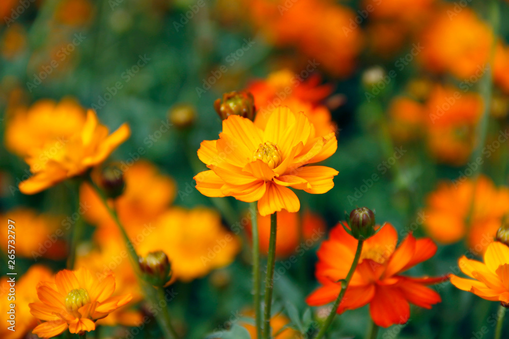 Orange blooming zinnia flowers in garden for nature backgroun. Orange blooming zinnia flowers in garden for nature backgroun.