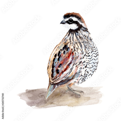 Quail, Bird, Chicken watercolor illustrations and Hand drawn sketch. Watercolor painting Cute Quail, Bird, Chicken on white background.