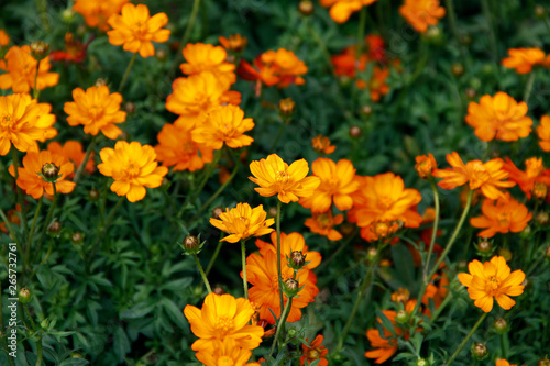 Orange blooming zinnia flowers in garden for nature backgroun. © somchai