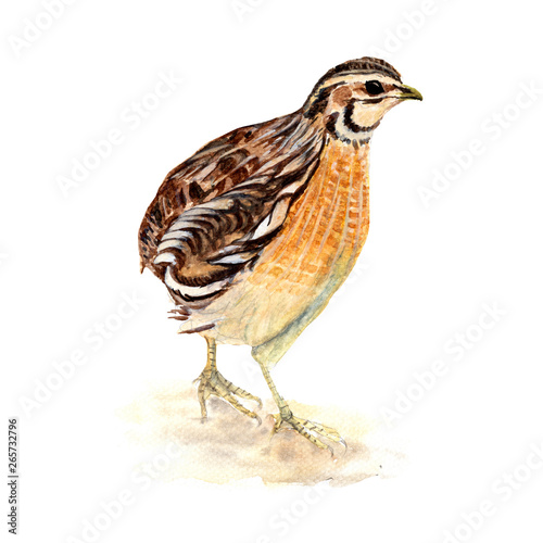 Quail, Bird, Chicken watercolor illustrations and Hand drawn sketch. Watercolor painting Cute Quail, Bird, Chicken on white background. © stephinlo