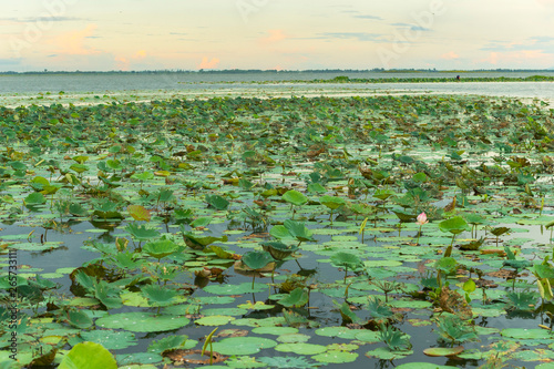 lotus at Bueng Boraphet Swamp, Nakhorn Sawan, Thailand photo