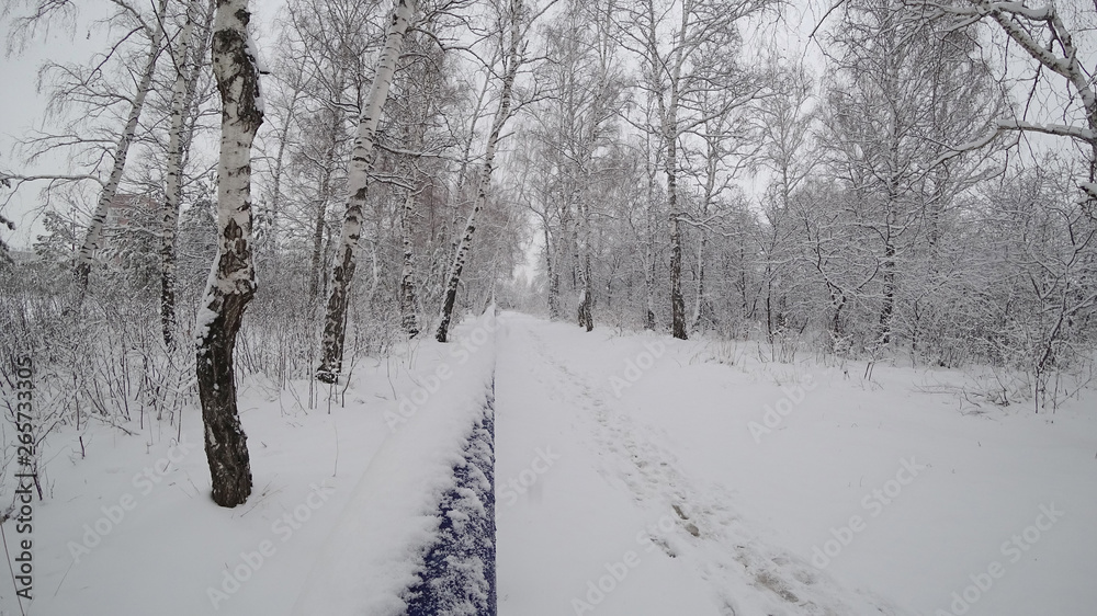 Obraz premium Fairy birch forest in winter. The branches of trees and bushes are covered with fluffy snow. The path along which stretches away the blue rail. The concept of holiday New Year, Christmas.