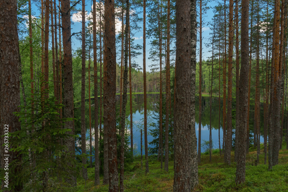 Lake view through trees of deep coniferous forest Lake view through trees of deep coniferous forest