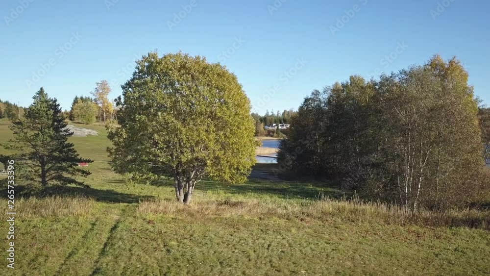 AERIAL: Circulating a big tree in golden hour. AERIAL: Circulating a big tree in golden hour.