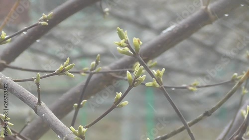 Spring, green buds began to swell, white snow began to fall and a strong cold wind was blowing. 