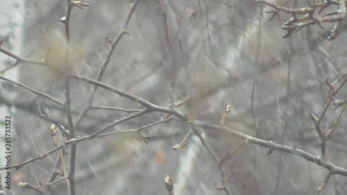 Spring, green buds began to swell, white snow began to fall and a strong cold wind was blowing. 