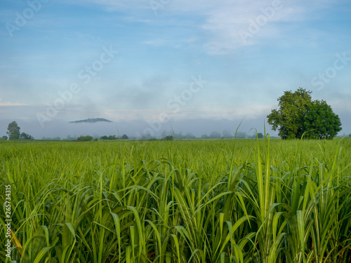 A sugarcane field at dawn