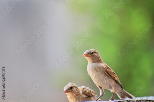 Birds Sparrows