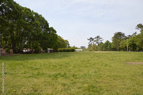 野草が一杯生えている広場がある公園の風景