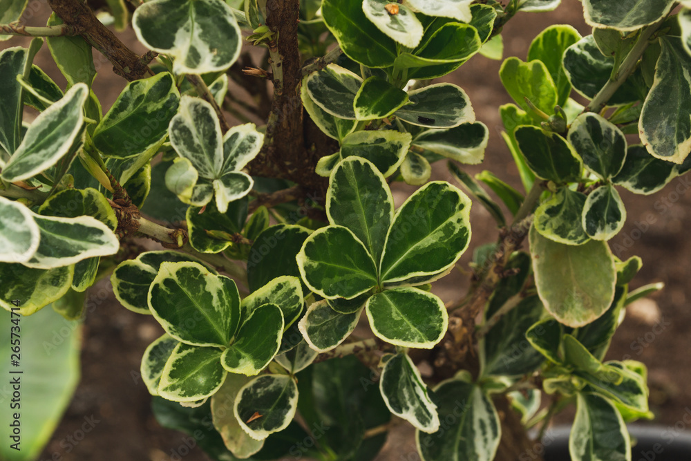 Decorative ficus in the garden. Close-up, natural background Decorative ficus in the garden. Close-up, natural background