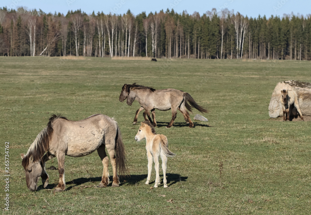 Fototapeta premium Wild horses on field.