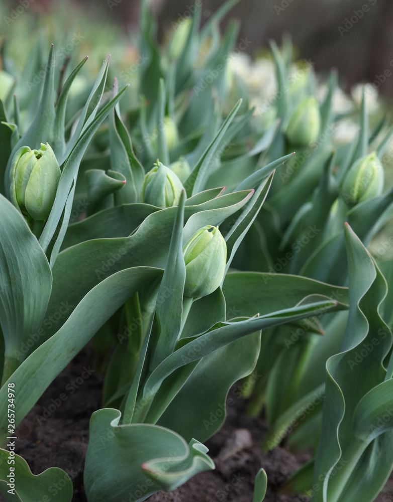 Obraz premium Landscape with flowers.