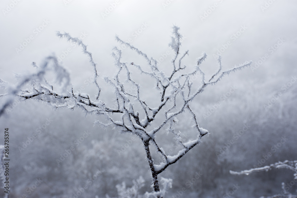 丹沢の凍る枝