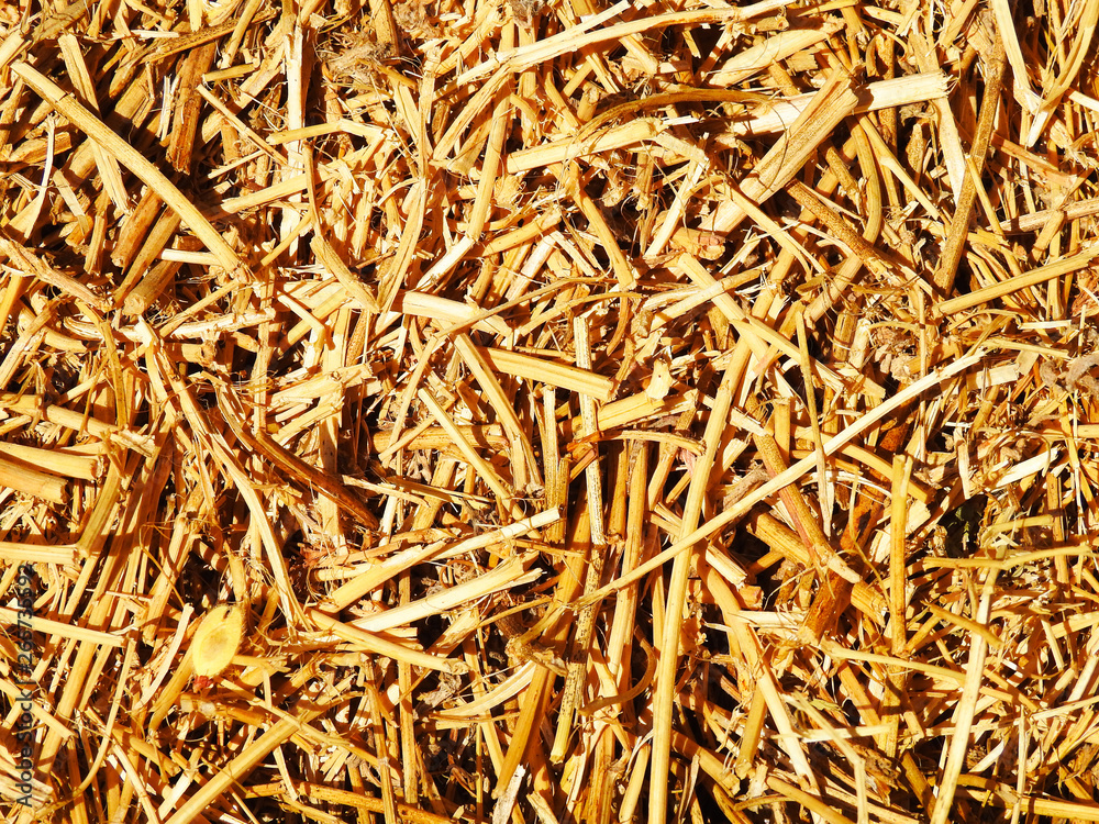 Texture. Background. Dry yellow straw. Texture. Background. Dry yellow straw.
