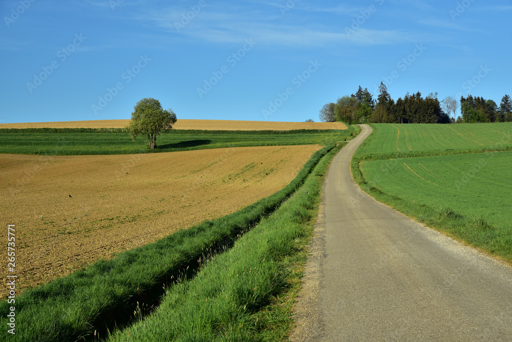 ein weg geht zwischen grünen feldern nach oben bis zum horizont im frühling