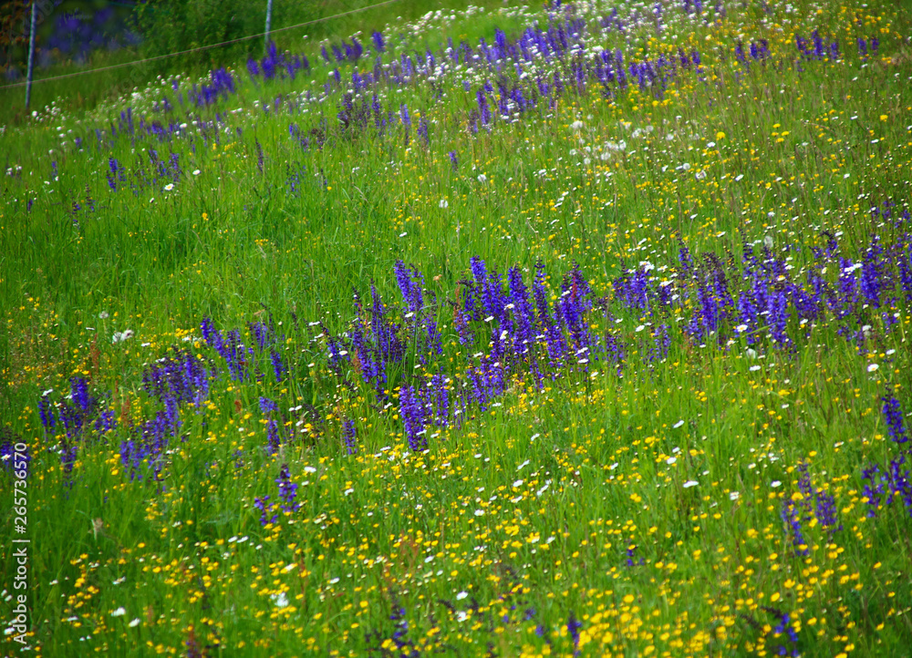 Naklejka premium bunte blumenwiese artenvielfalt insektennahrung