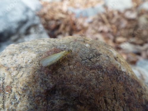 ミドリカワゲラ科 stone fly photo