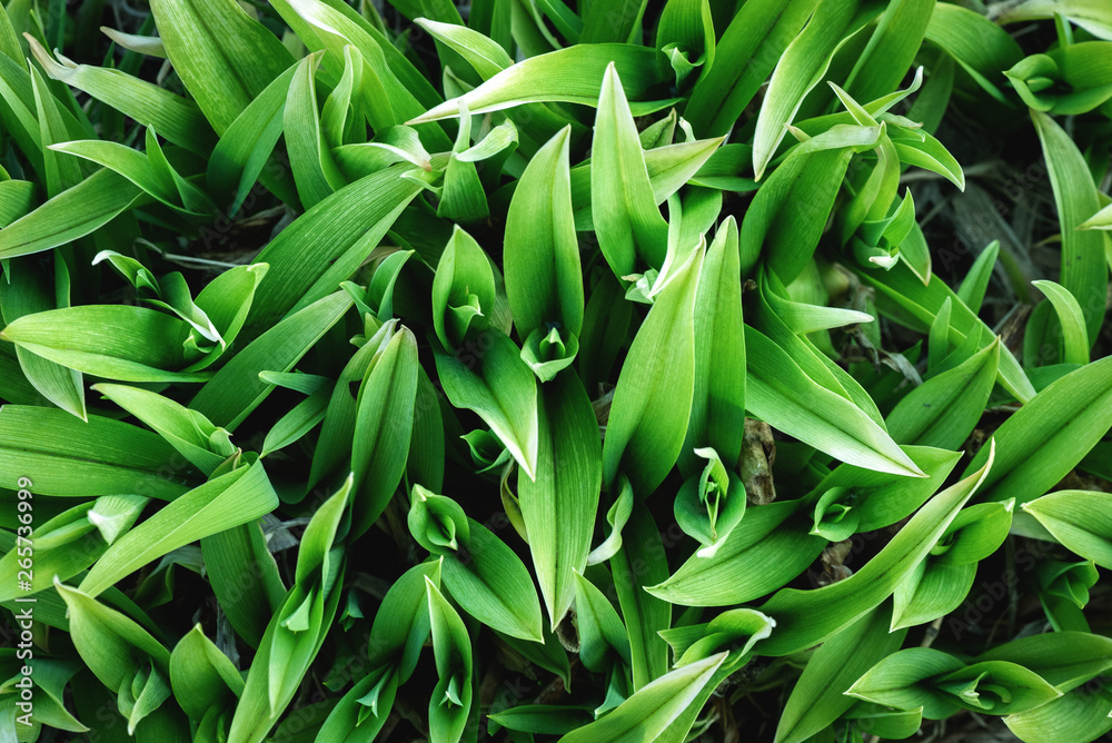 Obraz premium Lily of the valley green leaves in a flower bed close up background.