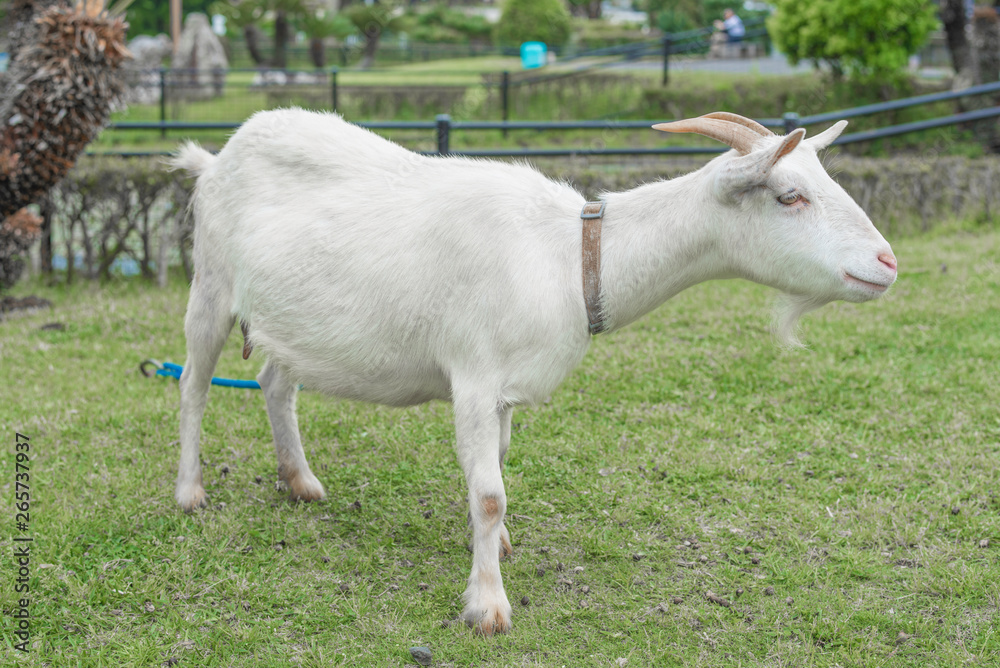 Obraz premium goat