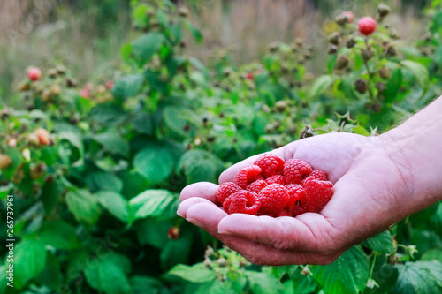 Raspberries in farmer's hand. Fruit harvest in summer. © agneskantaruk