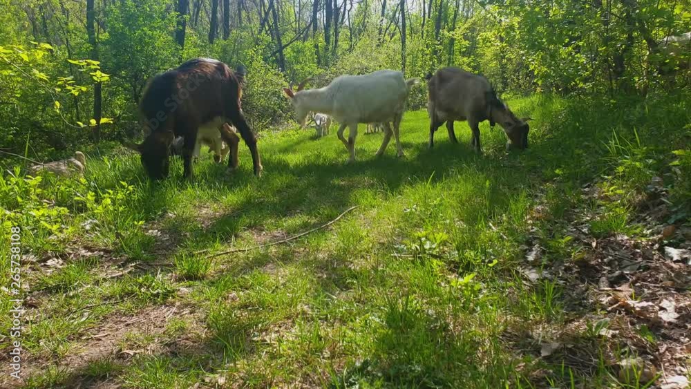 With the Goats in the pasture With the Goats in the pasture