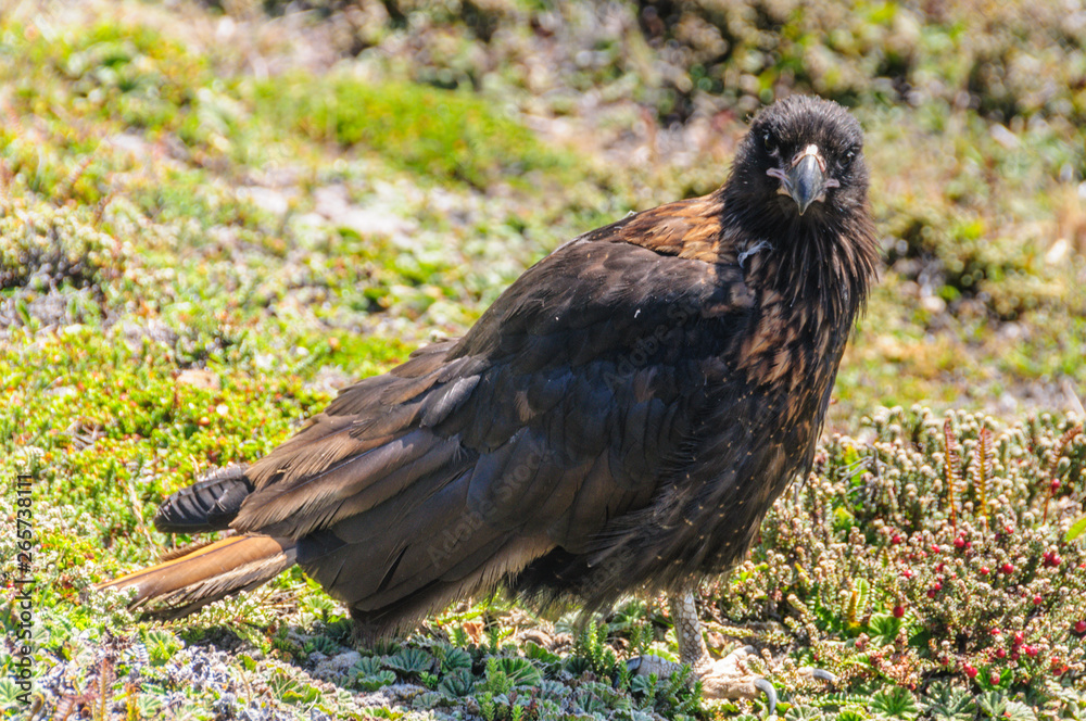 Fototapeta premium Striated Caracara