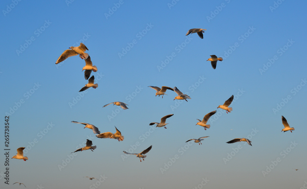 Seagulls flying in a blue sky background