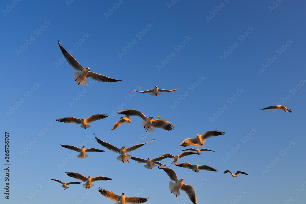 Fototapeta premium Seagulls flying in a blue sky background