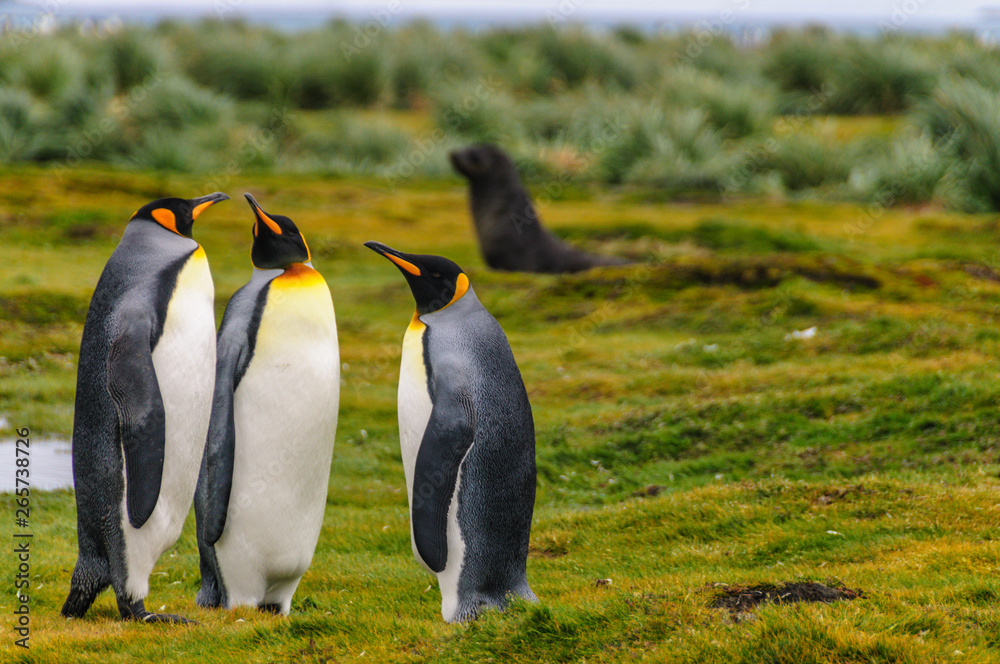 Fototapeta premium King Penguins on Salisbury Plains