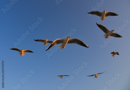 Seagulls flying in a blue sky background