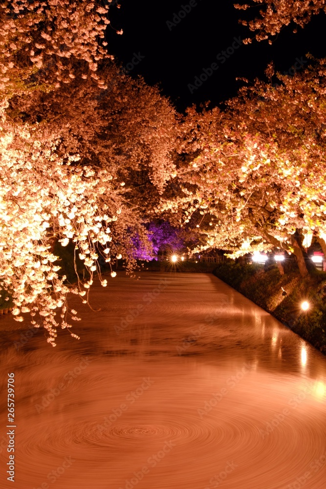 Fototapeta premium 弘前城の桜⑦