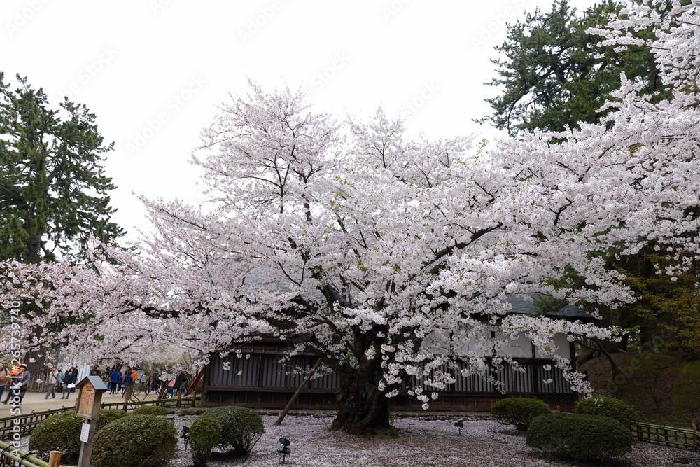 弘前城の桜12