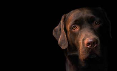 Face portrait of brown chocolate labrador retriever dog isolated on black background. Dog face close up. Young cute adorable brown labrador retriever.