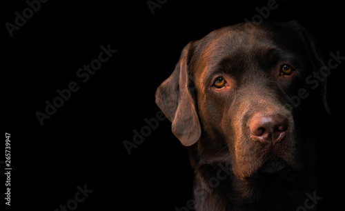 Face portrait of brown chocolate labrador retriever dog isolated on black background. Dog face close up. Young cute adorable brown labrador retriever.