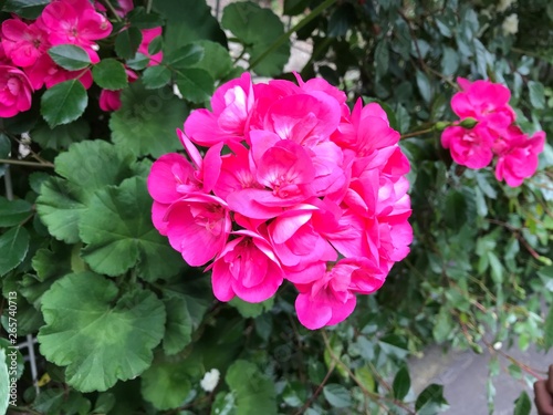 ピンクの花