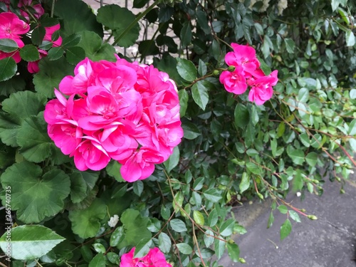 ピンクの花