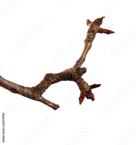 Dry pear branch with cracked bark on an isolated white background © Юлия Буракова