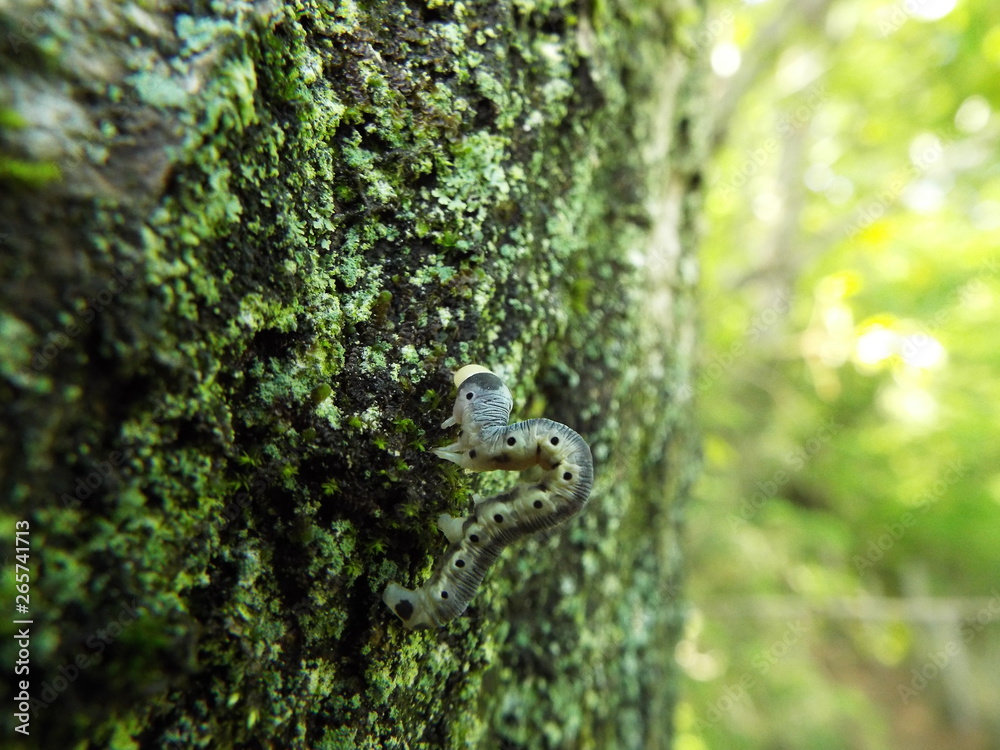 Obraz premium イモムシ larva