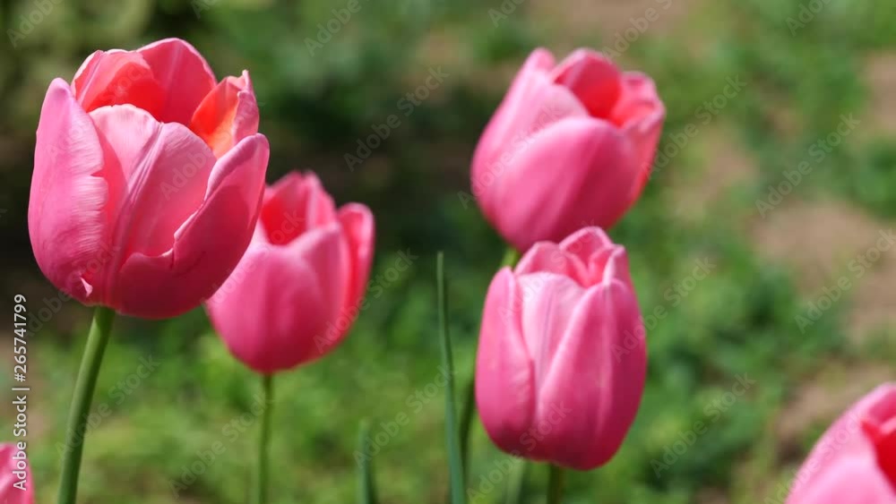 Pink tulip flowers, Esther hybrid, slightly shaking in spring breeze Pink tulip flowers, Esther hybrid, slightly shaking in spring breeze