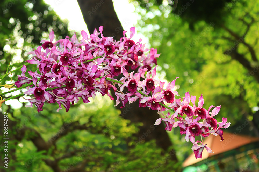 Orchid flower festival in Ho Chi Minh City 2019 Orchid flower festival in Ho Chi Minh City 2019