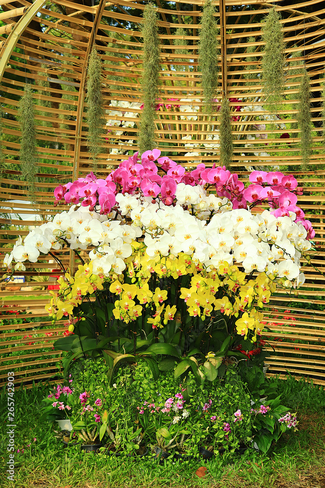 Orchid flower festival in Ho Chi Minh City 2019