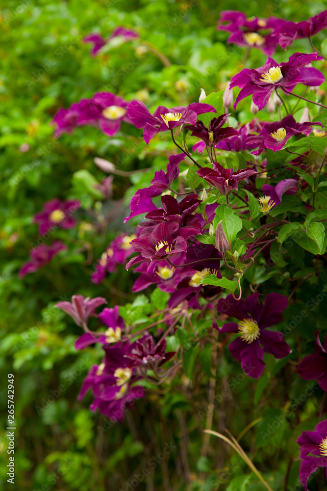 Summer garden with purple clematis.Vines of flower background