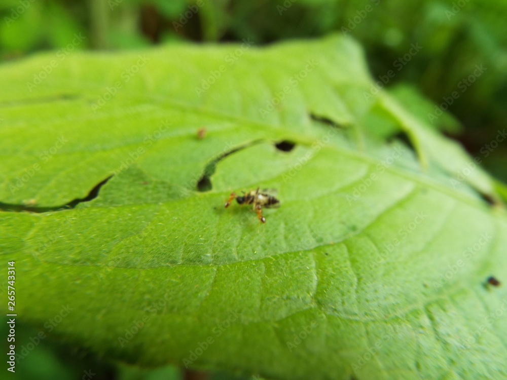 Naklejka premium 虫の死骸に群がるアリたち ants were swarming to dead